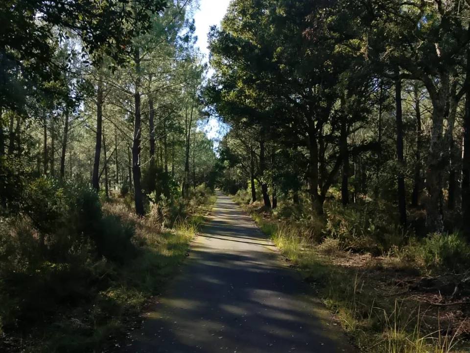 vélodysée, piste cyclable au milieu des pins